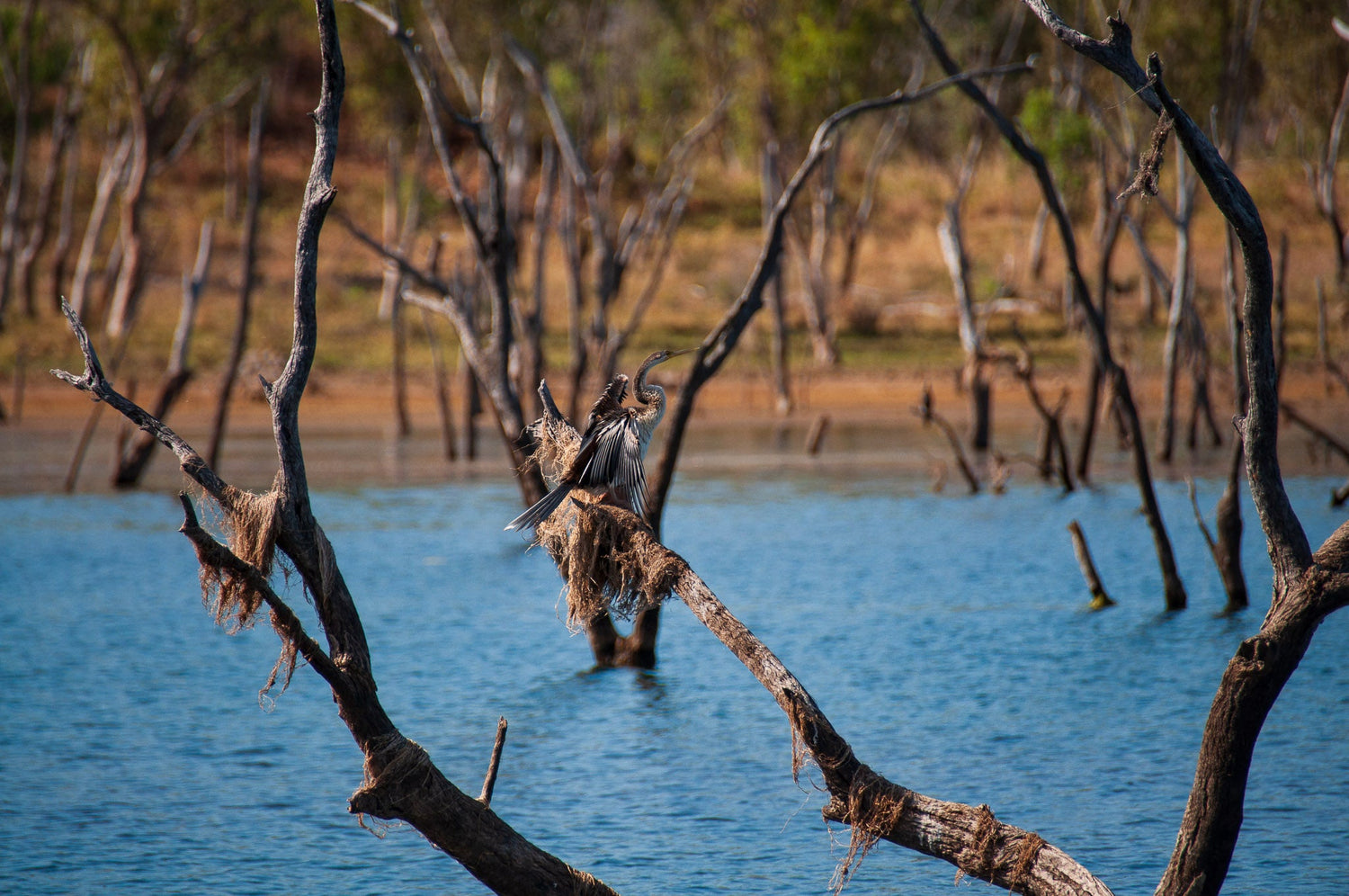 Australia Collection