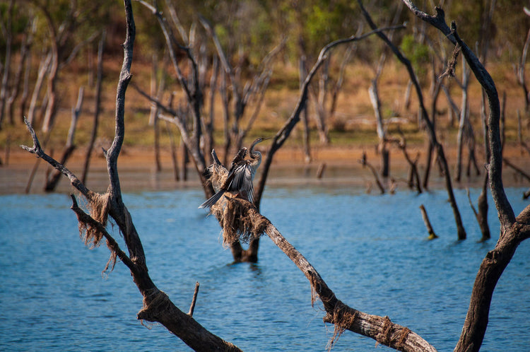 Australia Collection