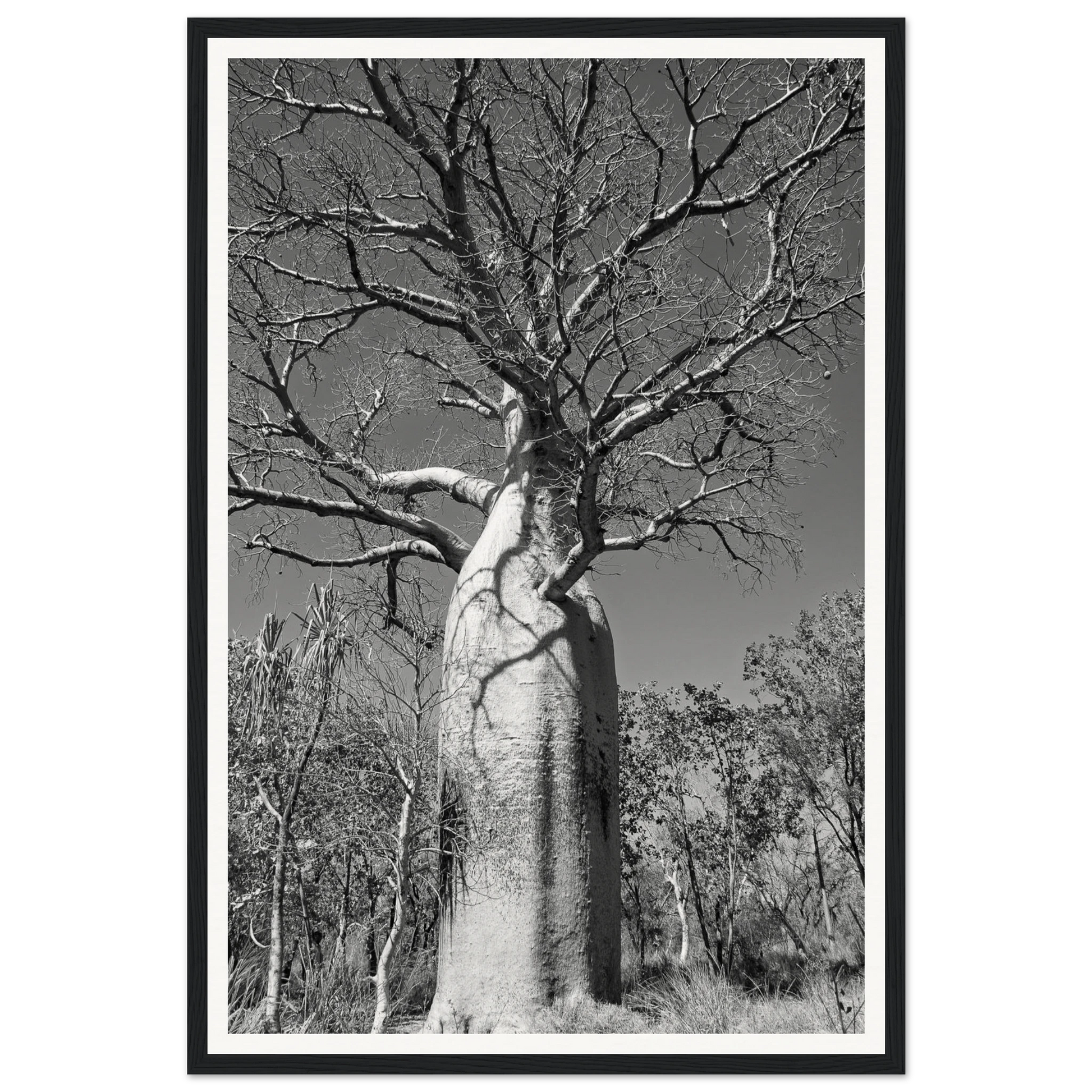 Ancient Sentinel — El Questro Boab. Fine-art Australian landscape photograph of a centuries-old boab tree in the Kimberley region of El Questro Wilderness Park. Framed wooden poster · Made-to-order · Free Australia-wide shipping. — Two Fat Bunnies.