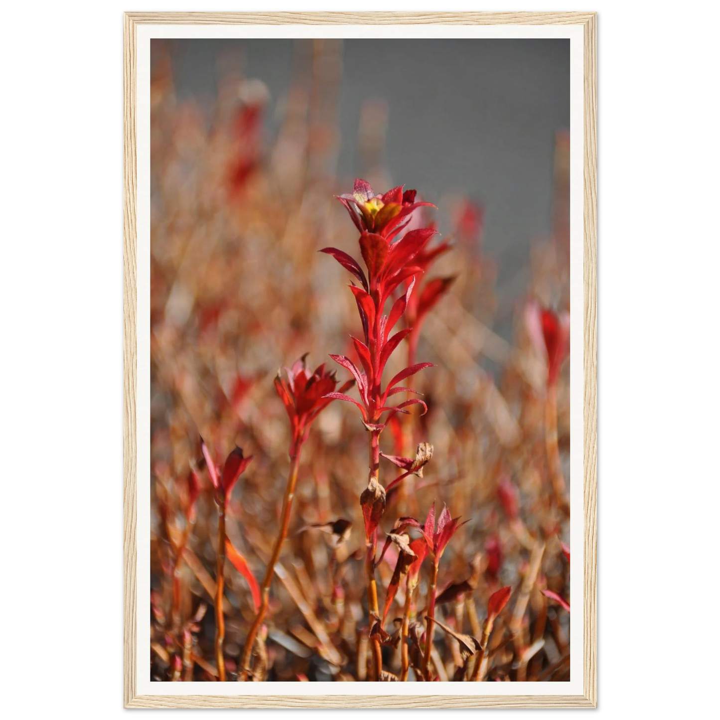 36998a88-30c2-4ef3-98f8-b23dae00dde8