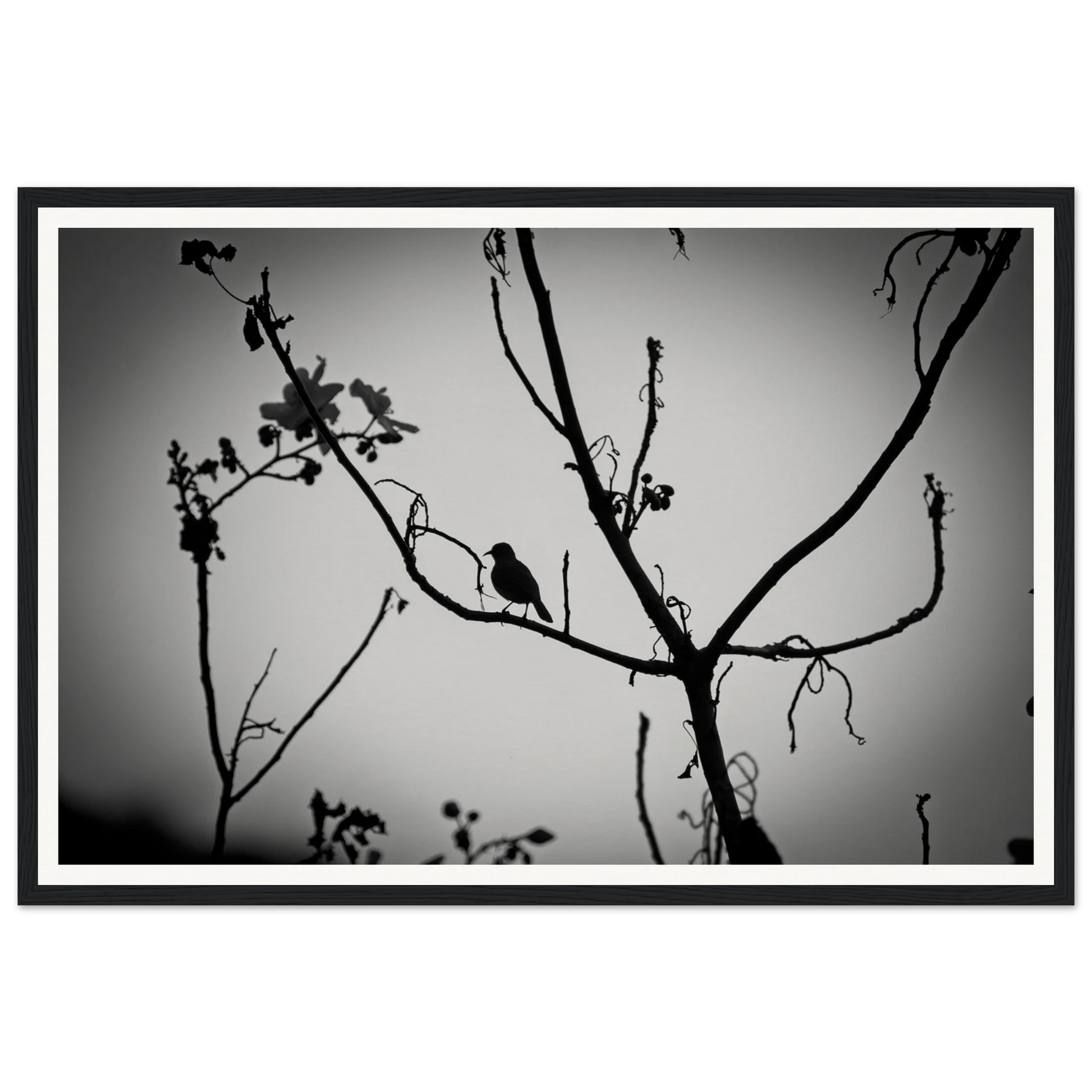 Dusk Solitude — El Questro Bird Silhouette. Fine-art photograph of a solitary bird silhouetted against a fading dusk sky in the Kimberley region of El Questro Wilderness Park, Western Australia. Framed wooden poster · Made-to-order · Free Australia-wide shipping. — Two Fat Bunnies.