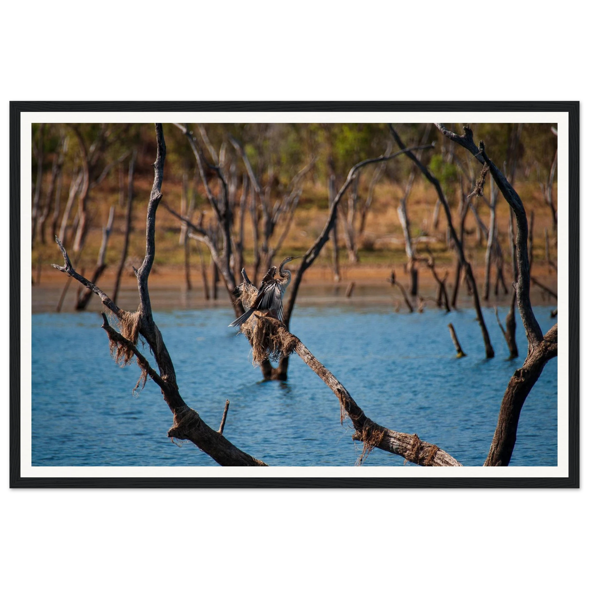 Snakebird Stillness — Australasian Darter at Lake Argyle. Fine-art wildlife photograph of an Australasian Darter (snakebird) in still profile, Lake Argyle, East Kimberley, Western Australia. Framed wooden poster · Made-to-order · Free Australia-wide shipping. — Two Fat Bunnies.