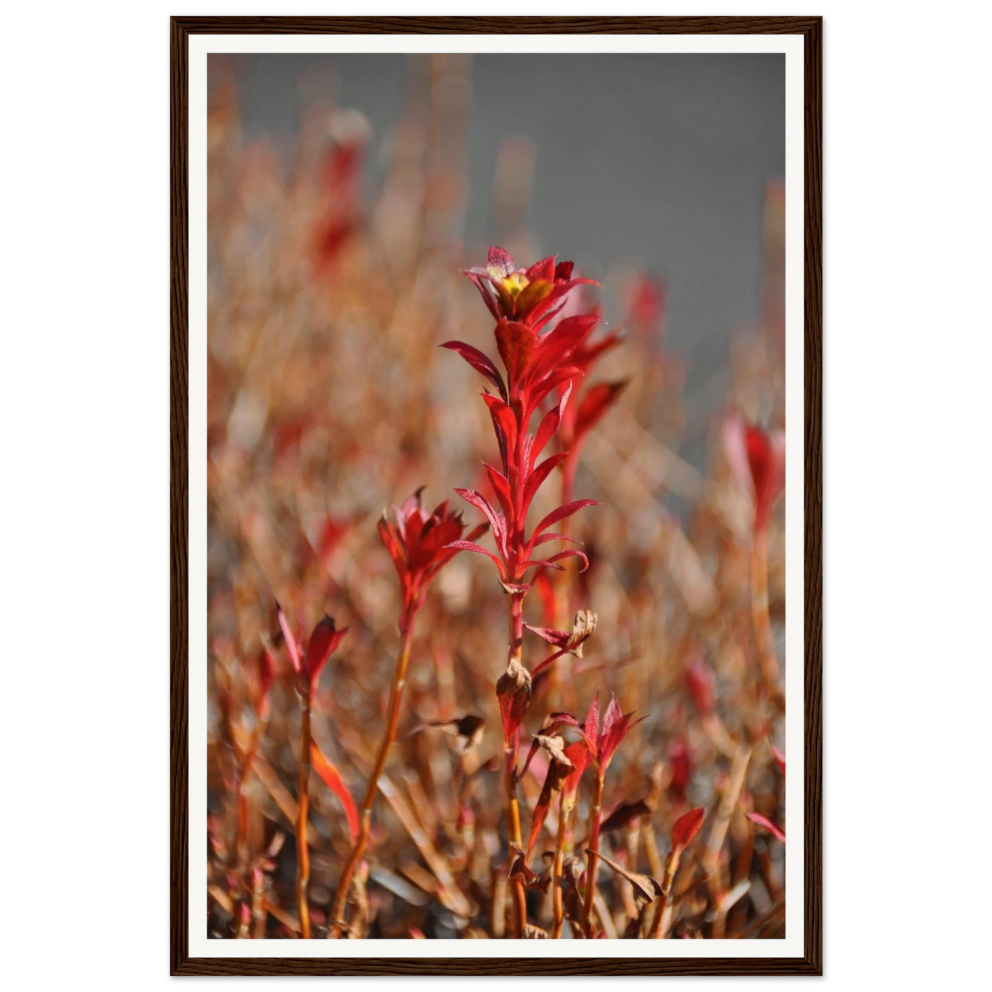 Radiant Red Bloom – Tokyo Roadside Flower. Fine-art photograph of a radiant red flower bloom on a Tokyo roadside, Japan. Framed wooden poster · Made-to-order · Free Australia-wide shipping. — Two Fat Bunnies.