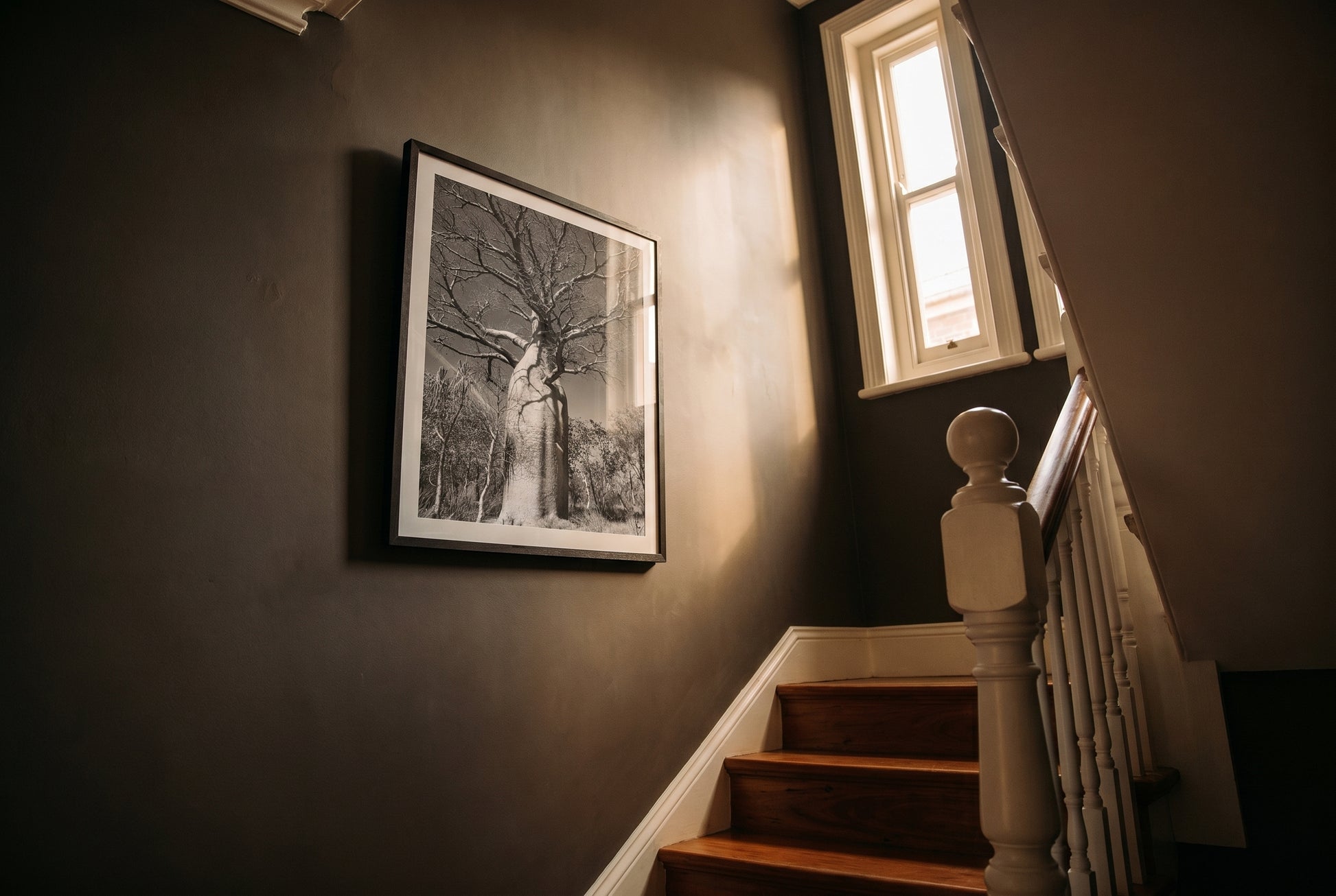 Ancient Sentinel — El Questro Boab, framed as the single artwork on a heritage Australian stairwell landing — mushroom-charcoal plaster wall, dark wood frame. — Two Fat Bunnies.