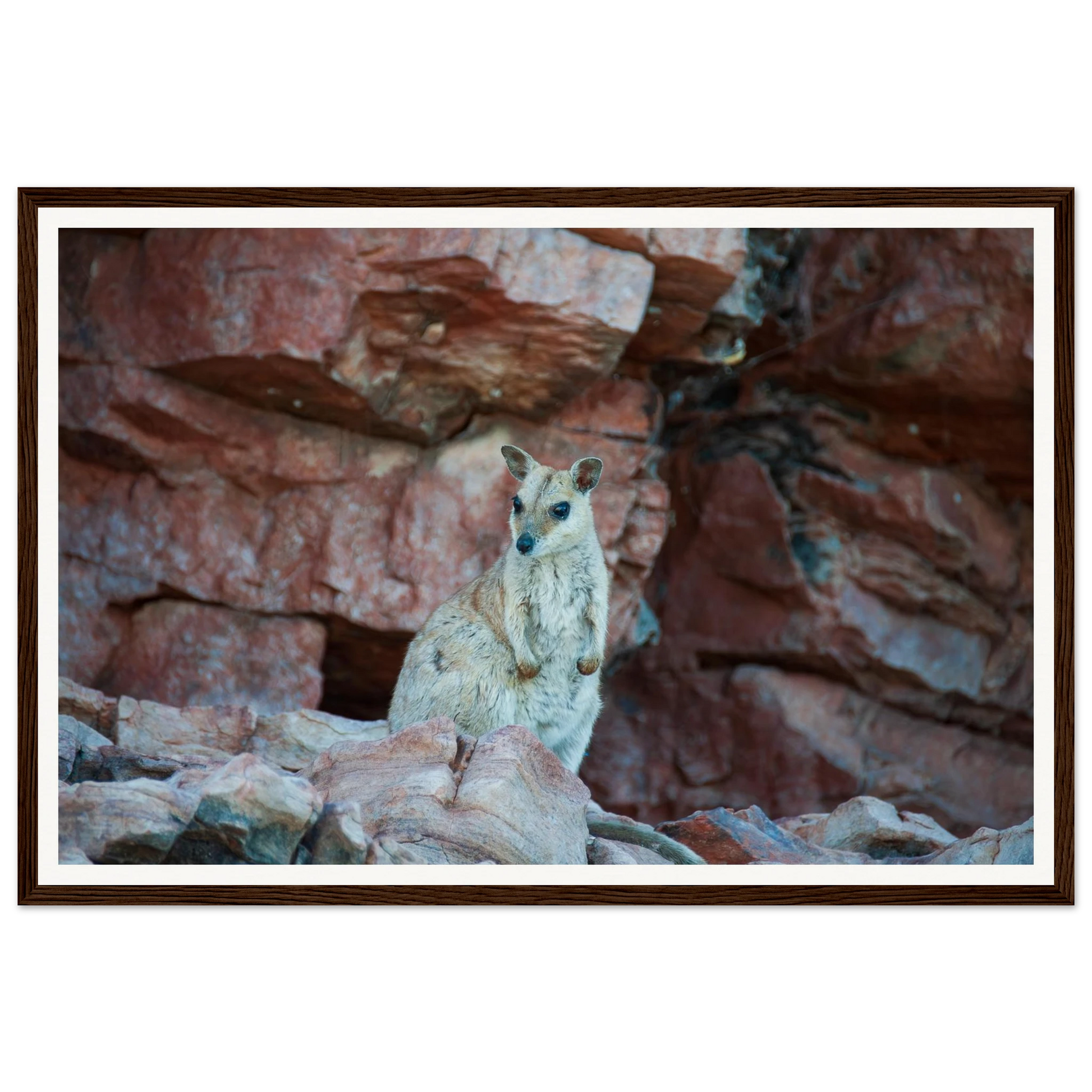 Resident of the Red Cliffs — Rock Wallaby, Lake Argyle. Fine-art wildlife photograph of a rock wallaby resting on the red cliffs of Lake Argyle, East Kimberley, Western Australia. Framed wooden poster · Made-to-order · Free Australia-wide shipping. — Two Fat Bunnies.