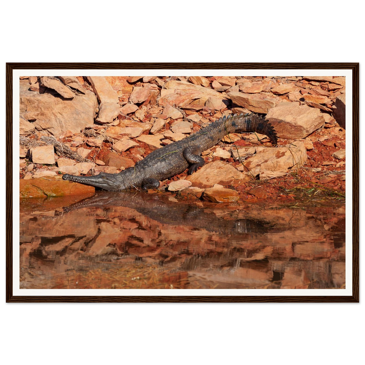 Sunlit Stillness — Freshwater Crocodile, Lake Argyle. Fine-art wildlife photograph of a freshwater crocodile in sunlit stillness on the banks of Lake Argyle, East Kimberley, Western Australia. Framed wooden poster · Made-to-order · Free Australia-wide shipping. — Two Fat Bunnies.