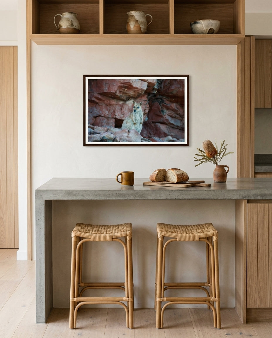 Resident of the Red Cliffs — Rock Wallaby, Lake Argyle, framed above a designer kitchen breakfast counter — oak stools, stoneware bowls, brass tap, dark wood frame. — Two Fat Bunnies.